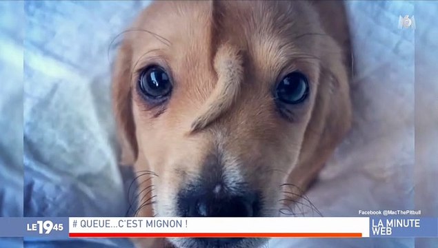 Zlatan Ibrahimovic quitte le LA Galaxy et se moque des fans américains: Je vous ai donné du Zlatan, vous pouvez retourner regarder le baseball