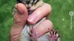 Bikke was the cutest chipmunk! - Naturee Wildlife