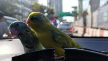 Two Birds Play On Car Dashboard In Traffic Jam