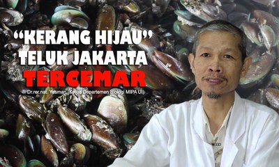 Kerang Hijau Jakarta Berbahaya - JEJAK KASUS