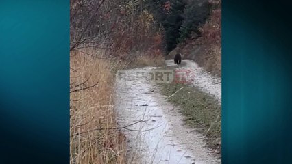 Report TV - Prizren/ Momenti kur ariu 'shikohet në sy' me banorin: Mashallah sa qenka