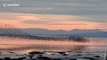 Dunlin murmuration spotted twisting and turning along shoreline in Vancouver