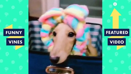 TRY NOT TO LAUGH - Cutest & Funniest Animals of the Week!