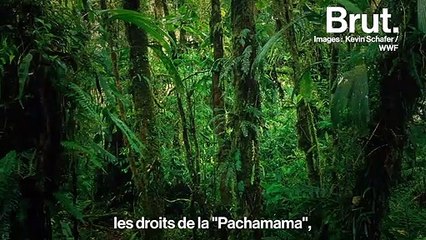 “On leur reconnaît des droits à vivre, à se régénérer, à prospérer" : Il veut faire reconnaître les droits de la nature