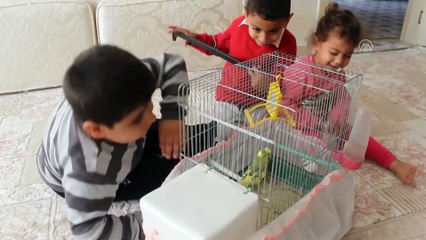 Doğuştan felçli Abdülkadir köpeği ve muhabbet kuşuyla hayata tutunuyor - ŞANLIURFA