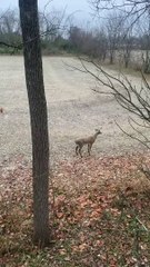 Deer Destroys Decoy
