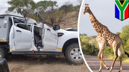 Giraffe hit by van dies and falls on jeep, killing Swiss tourist
