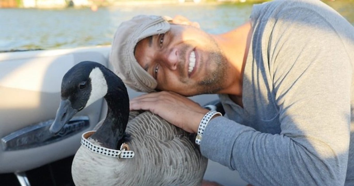 Kyle the goose, l’oie qui s’est liée d’amitié avec l’homme qui l’a sauvée