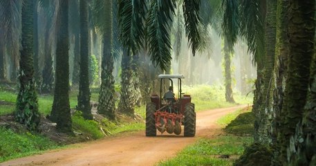 L'huile de palme maintenue parmi les biocarburants par l'Assemblée, les écologistes en colère
