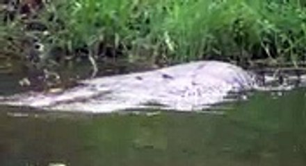 Mais quelle est cette créature mystérieuse filmée par un pêcheur au brésil?