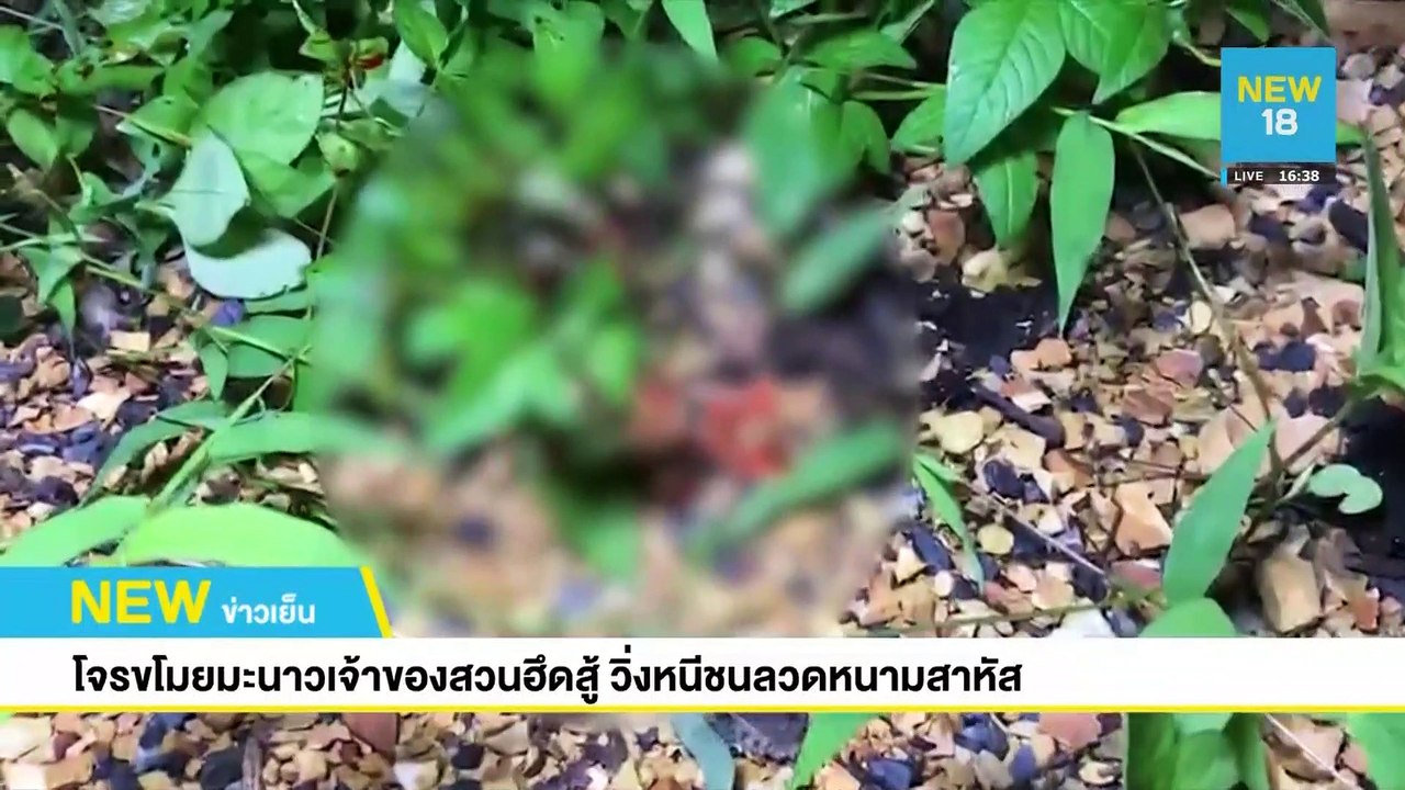 โจรขโมยมะนาวเจ้าของสวนฮึดสู้ วิ่งหนีชนลวดหนามสาหัส | NEW18