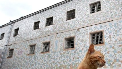 Hakim karşısındaki uyuşturucu kuryesi kedi yerine duruşmaya dublörünü getirdiler