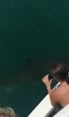 Orca pod chasing a great white shark near seal island: video | Oneindia Malayalam