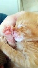 Un chaton suce son pouce