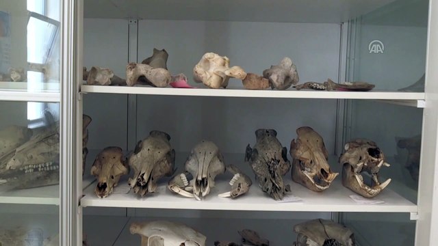 Milyon yıllık fosiller arkeoloji müzesinde sergilenecek - KIRŞEHİR