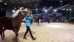 Besançon (25) : présentation des chevaux de trait comtois