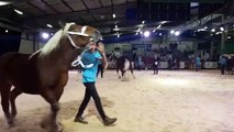Besançon (25) : présentation des chevaux de trait comtois