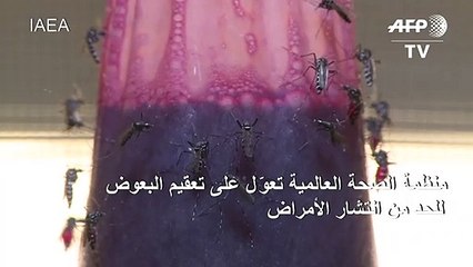 منظمة الصحة العالمية تعوّل على تعقيم البعوض للحد من انتشار الأمراض