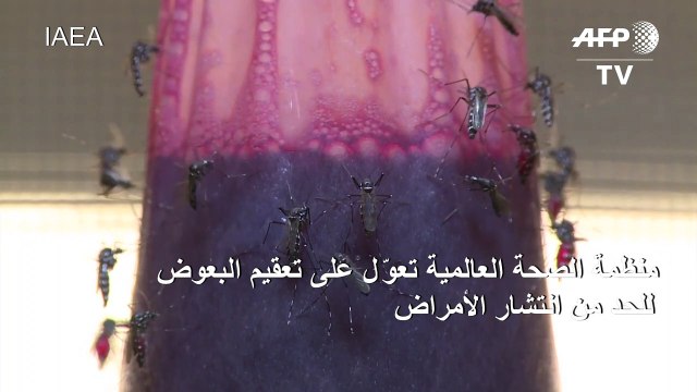 منظمة الصحة العالمية تعوّل على تعقيم البعوض للحد من انتشار الأمراض