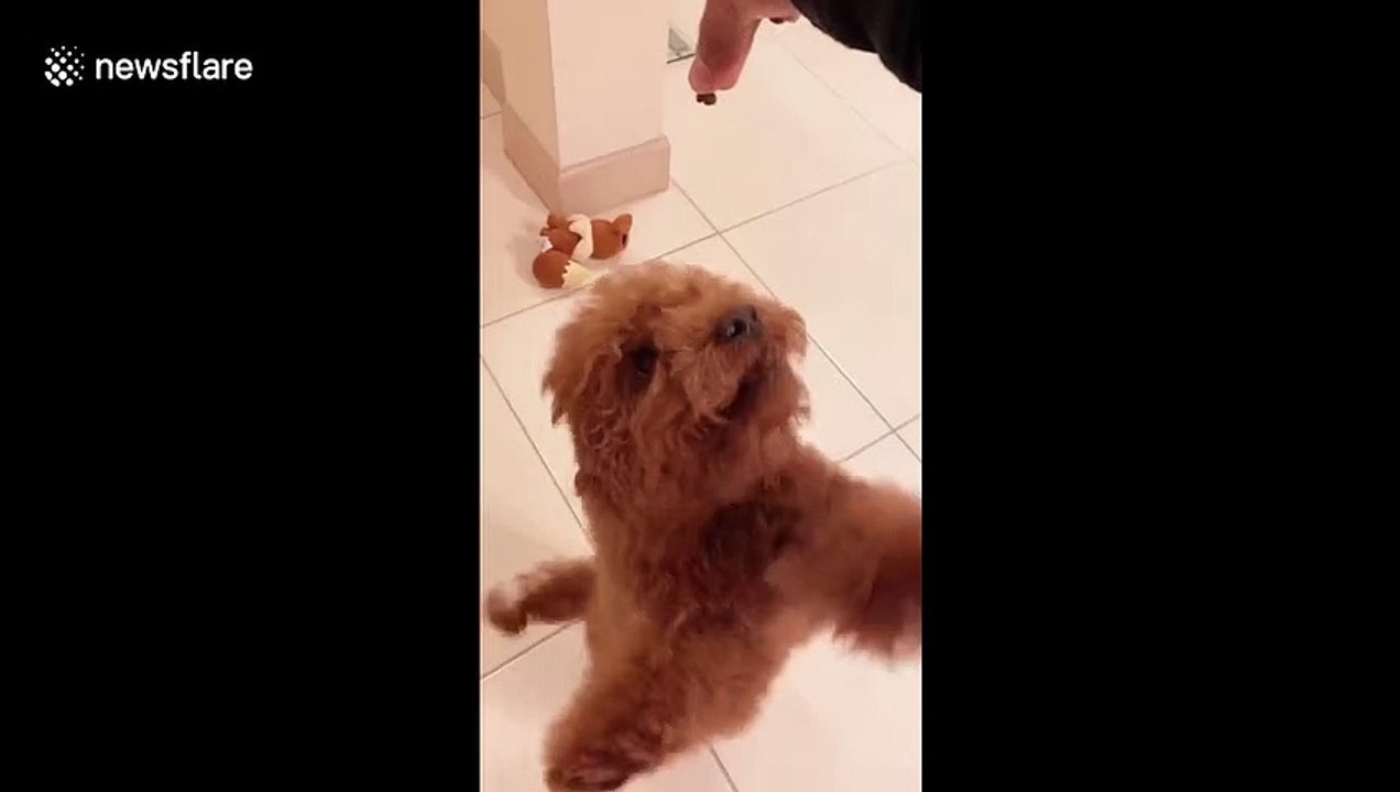 Adorable goldendoodle spins around on hind legs for treats