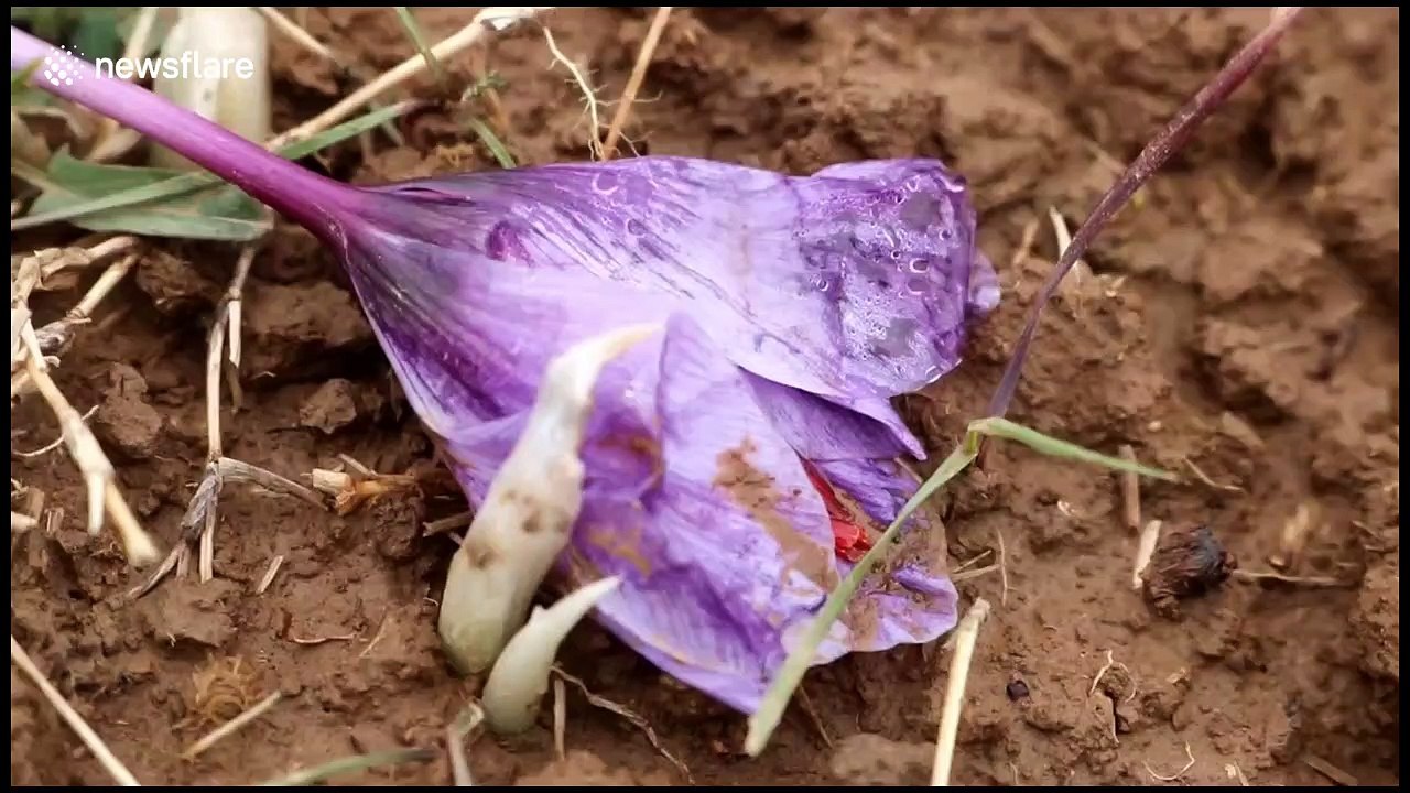 Untimely snowfall badly damages saffron crop in Indian state of Kashmir