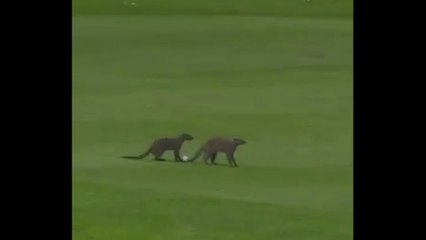 Golf - Watch cheeky family of mongooses pinch Tommy Fleetwood's golf ball