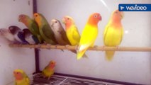 Sultan papağanı kanarya sesleri bülbül muhabbet kuşları kanarya sesleri videosu