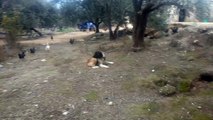 Aksaray malaklisi Kangal çoban köpeği Anadolu aslanı vahşi hırçın kızgın köpek havlaması urmesi sesi