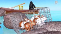 Learn Colors Learn Wild Animals Help Cage Farm Animals Baby Rabbit Drop Cartoon for Children