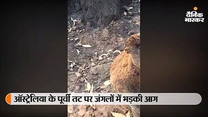 आग में झुलसे कोआला को रेस्क्यू टीम ने पिलाया पानी