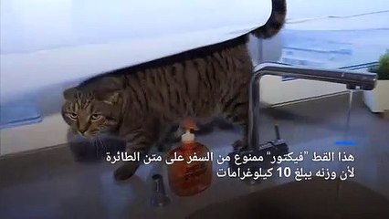 شاهد: مسافر يهرب قطه "البدين" داخل طائرة روسية وشركة الطيران تعاقبه