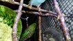 Muhabbet kuşları sultan papağanı bülbül sesleri muhabbet kuşları sesleri videolar