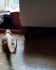 Lizard Loves Lounging on Ottoman