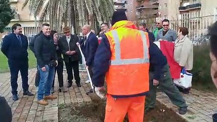 Nuova Ostia, ripristinato l'Albero della Legalità