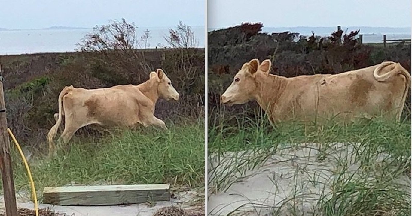 États-Unis : trois vaches, emportées par un ouragan, retrouvées vivantes trois mois plus tard sur une île voisine