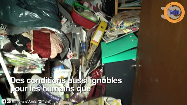 Chiens, chats, chinchillas, colombes… 50 animaux sauvés d’une maison ignoble dans l’Oise