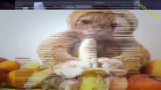 Funny Animal -- Funny Animals Video 2017