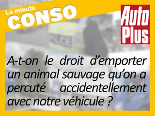Accident avec un gibier : que faire de l’animal?