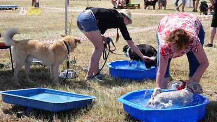 Your Dog Isn't The Only One That Goes Crazy After a Bath
