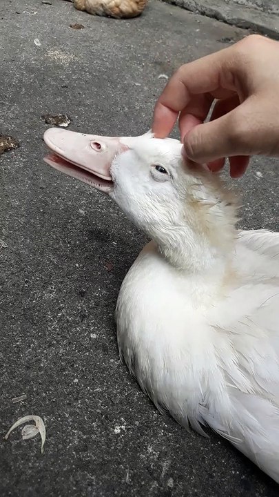 Duck Gets Great Massage