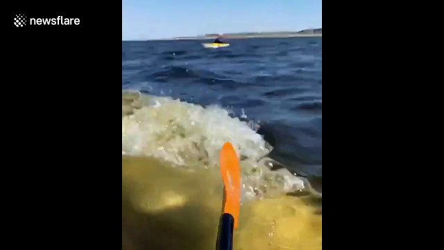 Kayak almost gets knocked over by a beluga whale in Canada