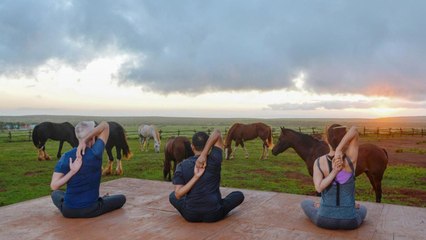 From Horse Yoga to Cow Cuddling, These Are the World's Wackiest Hotel Activities