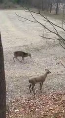 Quand un cerf croise la route d'une statue de cerf... Réaction incroyable