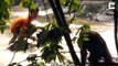 Il sauve un Orang-outan piégé dans les rapides d'une rivière