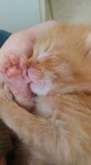 Ce chaton adorable dort en suçant son pouce comme un bébé