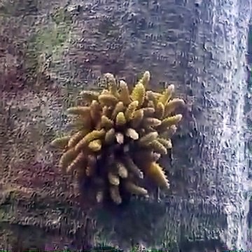 Ces curieuses larves dansent contre un arbre... Insectes mystérieux!
