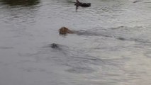 Un lion traverse une rivière infestée de crocodile... risqué