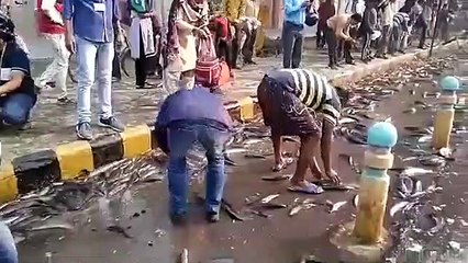 Quand un camion transportant du poisson perd sa cargaison en pleine route