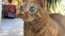 Ce chat aux yeux géants est la nouvelle star d’Instagram