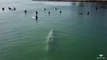 Une baleine rend visite à un groupe de surfeurs